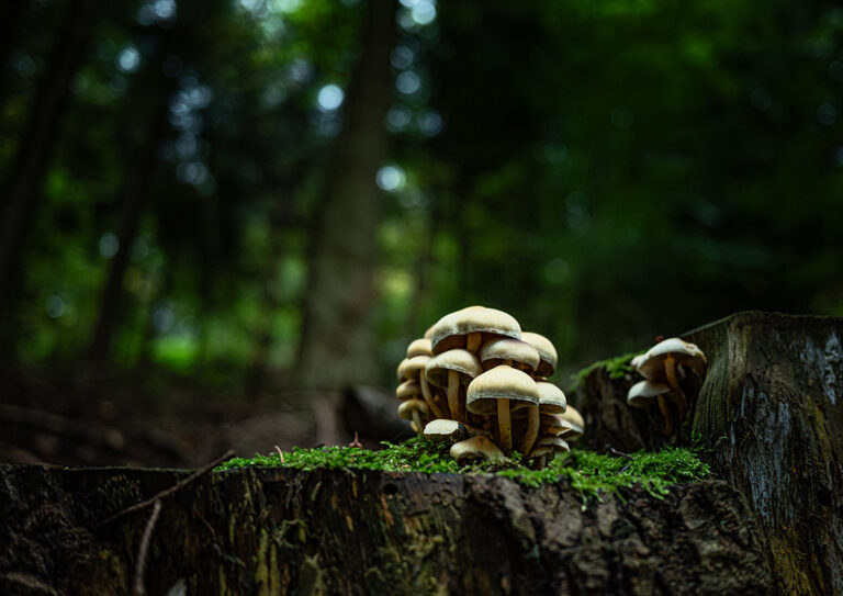 Das Bild zeigt eine kleine Kolonie an Pilzen auf einem abgestorbenen Baumstumpf im Wald.