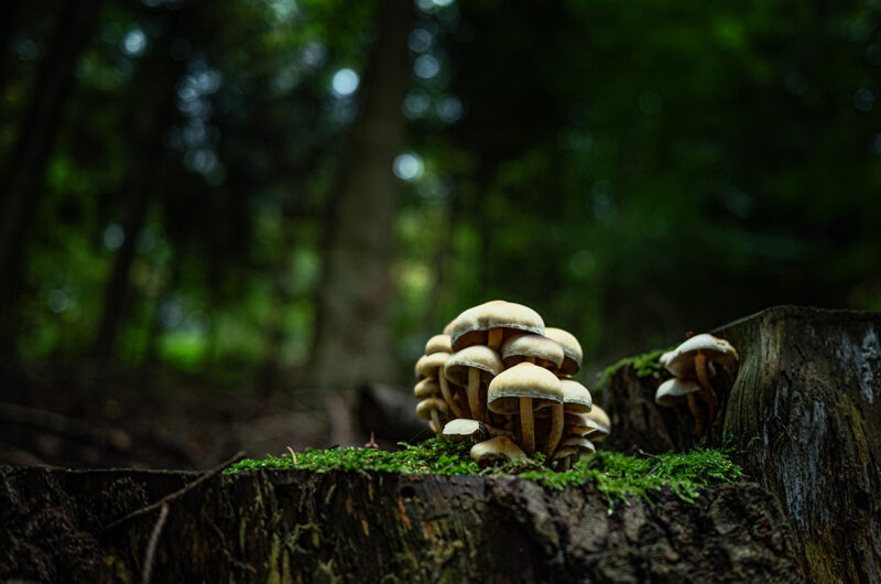 Das Bild zeigt eine kleine Kolonie an Pilzen auf einem abgestorbenen Baumstumpf im Wald.