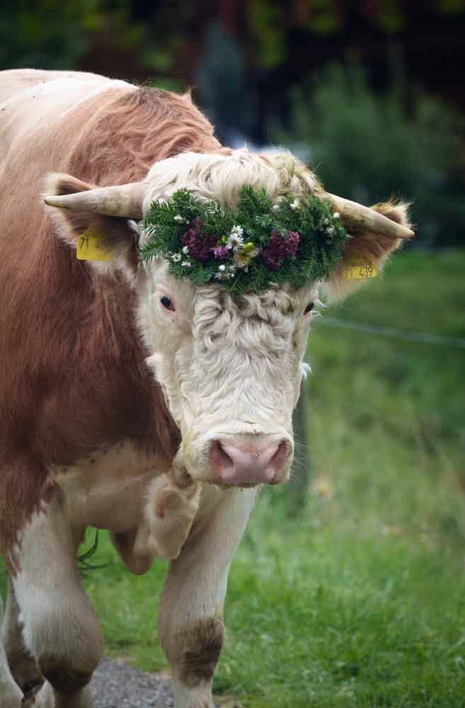 Das Bild zeigt eine Kuh mit einem Blumenkranz zwischen den Hörnern, so wie es typisch für einen Almabtrieb ist.