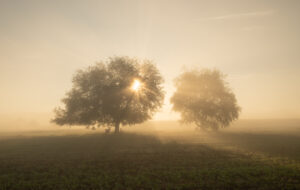 Zwei Bäume im Morgennebel, beim linken scheint die Sonne durdch und bildet leichte Strahlen.