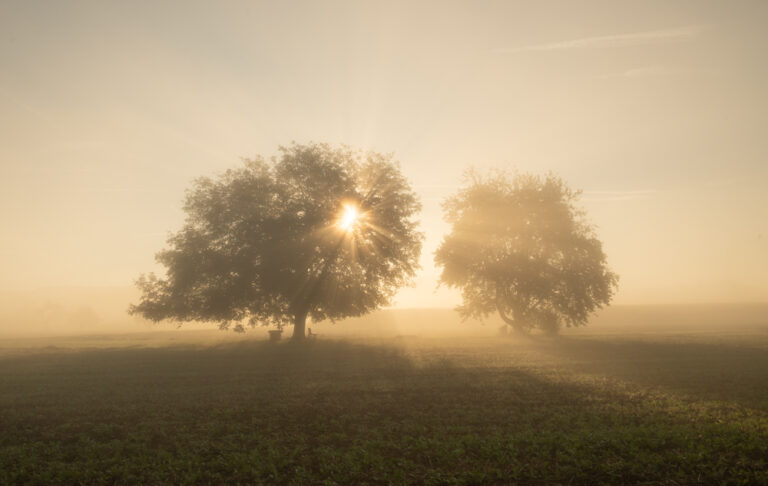 Zwei Bäume im Morgennebel, beim linken scheint die Sonne durdch und bildet leichte Strahlen.