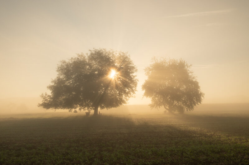 Zwei Bäume im Morgennebel, beim linken scheint die Sonne durdch und bildet leichte Strahlen.